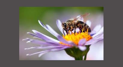 Afbeelding Nationale Bijentelling