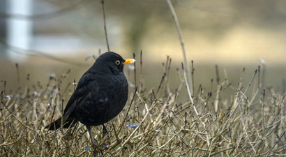 Afbeelding Nationale Tuinvogeltelling