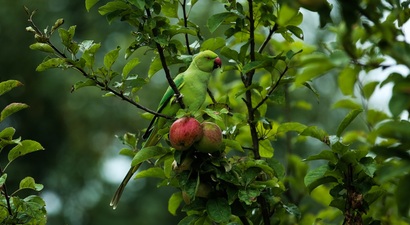 Afbeelding Week van de invasieve Exoten