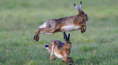 Afbeelding Nationale Wildteldag