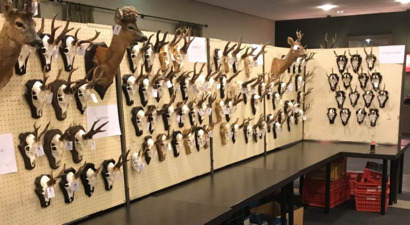 Afbeelding Reewildtentoonstelling