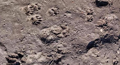 Afbeelding Wildexcursie