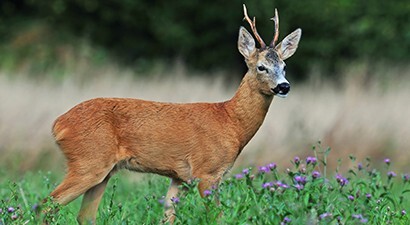 Afbeelding Workshop ‘Aanspreken Ree’